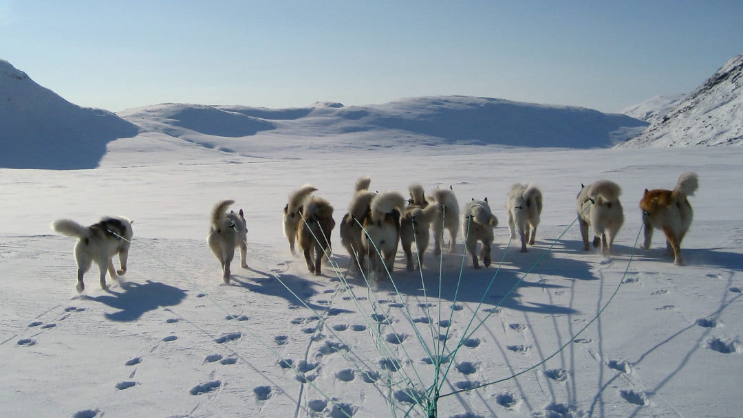 are there dogs in greenland