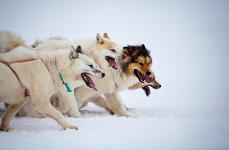 Greenlandic Sled dogs pulling