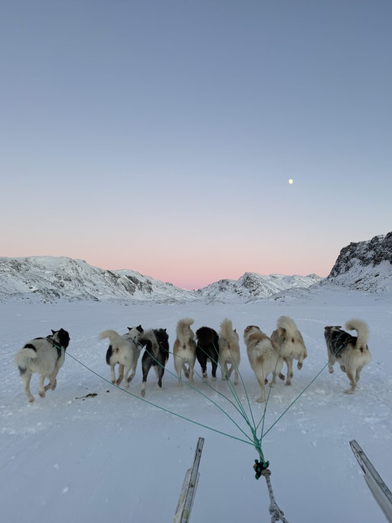 Greenlandic sled dogs pulling a sled in the backcountry near SIsimiut