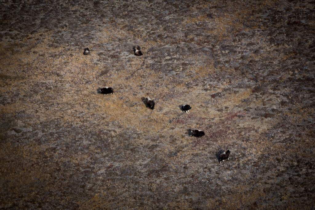 Herd of musk oxen spotted from a scenic flight near Kangerlussuaq - West Greenland