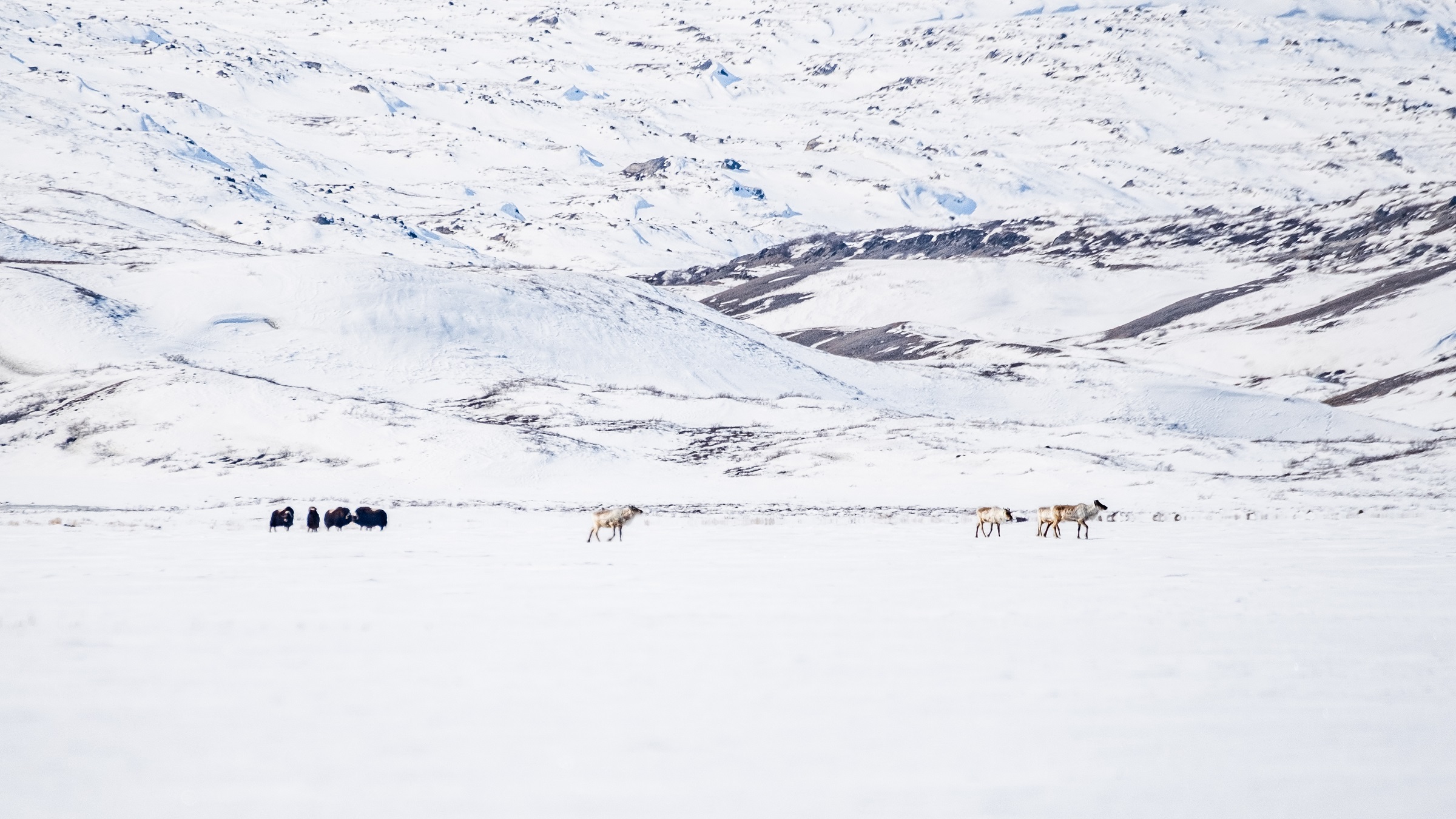 Musk oxen and reindeernear Kangerlussuaq in winter - West Greenland