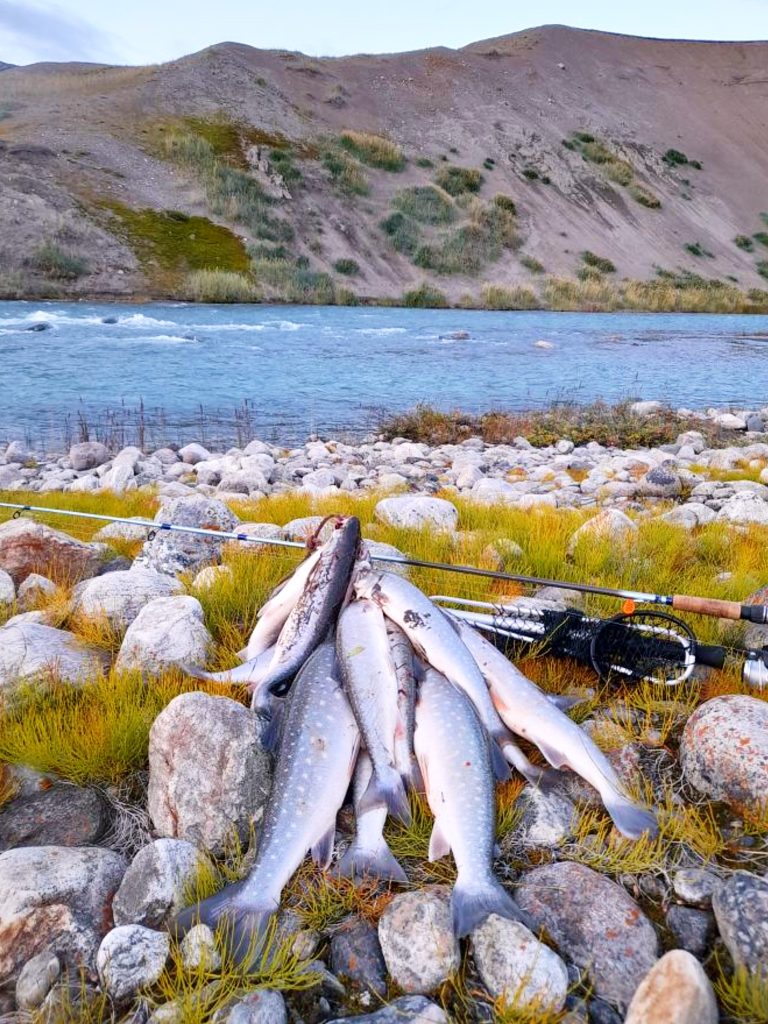 pile of Arctic Char on the banks of the Robinson River, near Kangerlussuaq