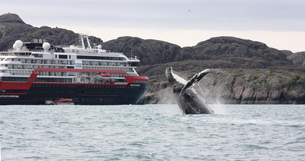 Humpback whale jumping in front of a cruise ship docked just outside of Maniitsoq